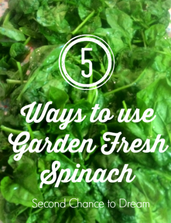 Second Chance to Dream: 5 Ways to Use Garden Fresh Spinach #gardenfresh #spinach