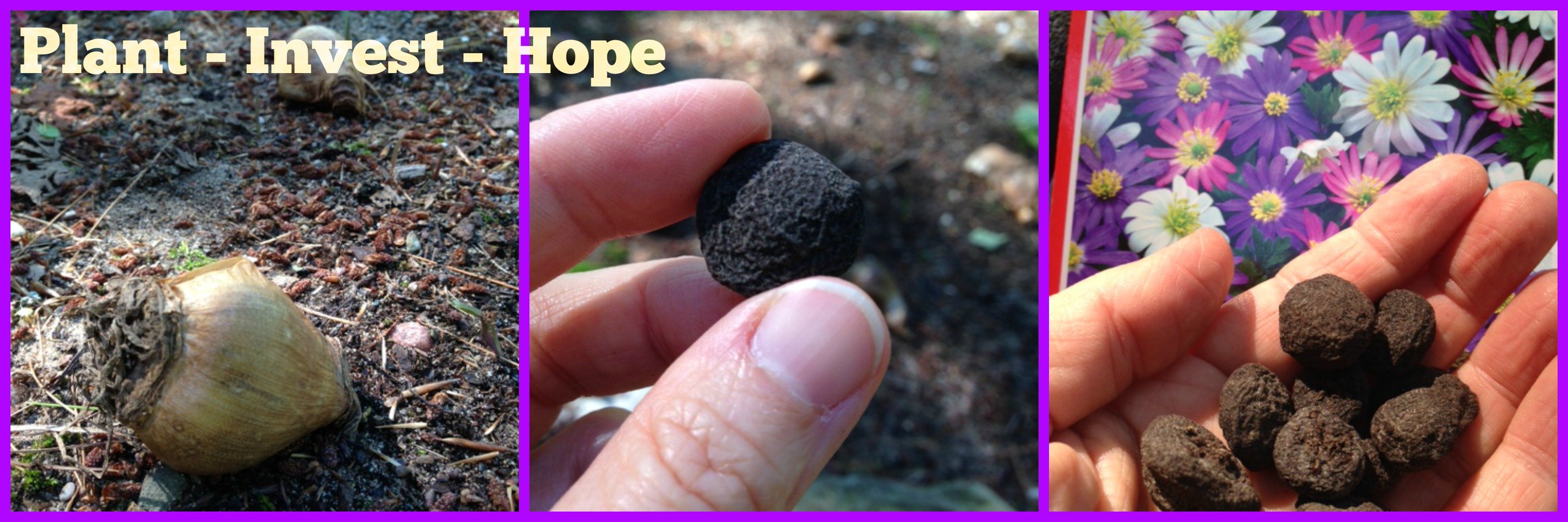 Second Chance to Dream: Plant-Invets-Hope