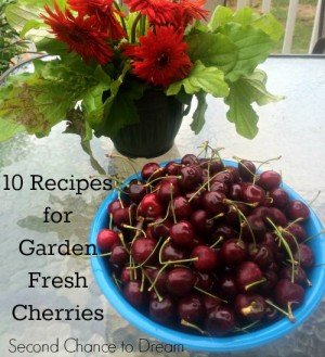 Garden Fresh Cherries
