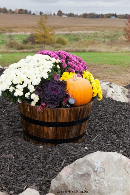 Whiskey Barrel Decorate For Fall Using Mums, Pumpkins, and Kale with a Small Solar Landscape Light to Show it All Off at Night 