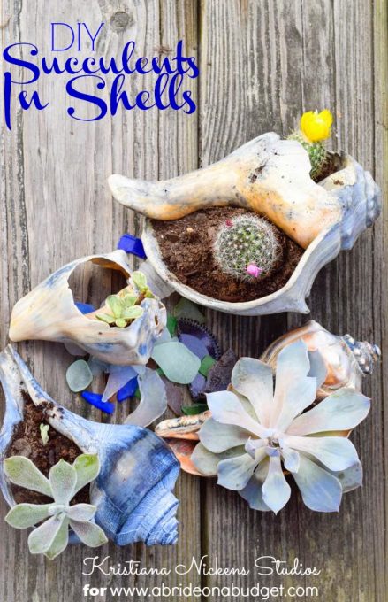 succulents-in-shells